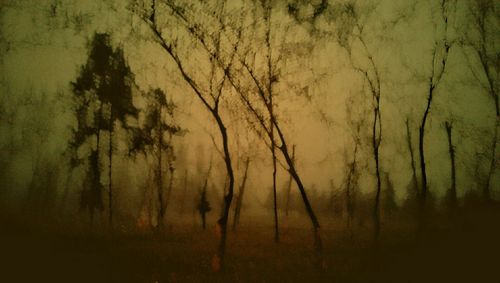 Bare trees against sky