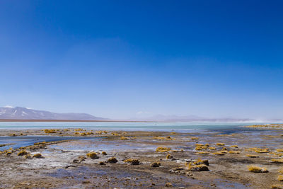 Scenic view of sea against clear blue sky