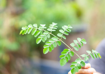 Close-up of plant leaves