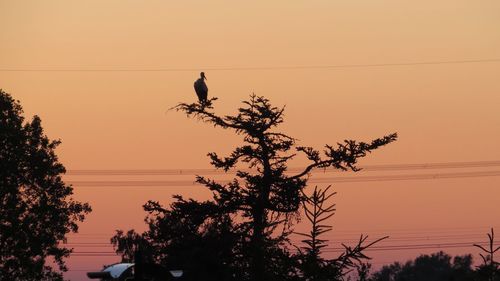 Silhouette bird perching on tree against sky during sunset