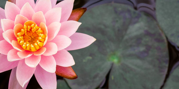 Close-up of pink flower