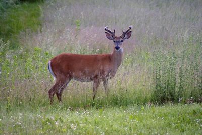 Deer standing on field