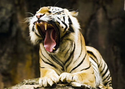 Close-up of a cat yawning