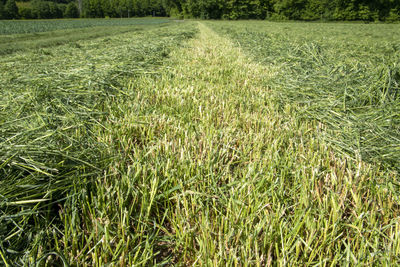 High angle view of grassy field