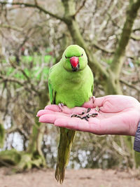 Cropped hand holding bird