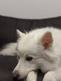 Close-up of a dog looking away