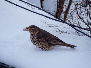 Close-up of bird perching on snow