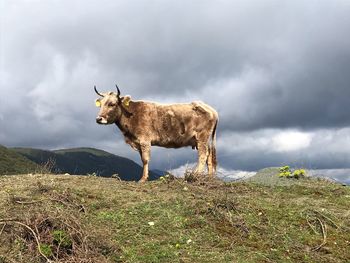 Horse standing on field against sky