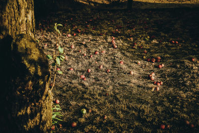 High angle view of plants on field