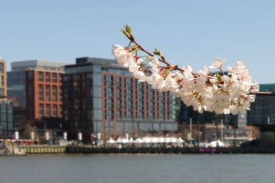 Cherry blossoms against sky