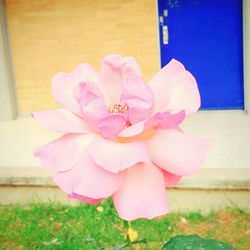 Close-up of flower against blurred background