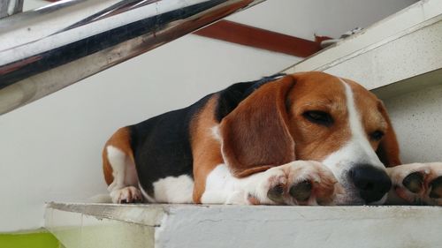 Close-up portrait of dog lying on floor