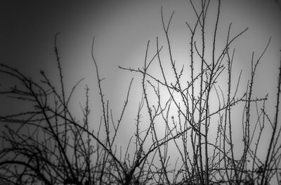 Low angle view of silhouette tree against sky