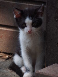 Close-up portrait of cat sitting outdoors