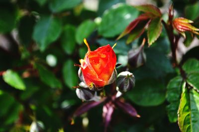 Close-up of insect on red flower