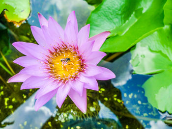 Close-up of purple flower on plant