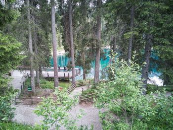 Empty park bench amidst trees in forest