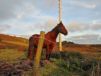 Horse on farm against sky