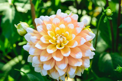 Close-up of white dahlia flower in park