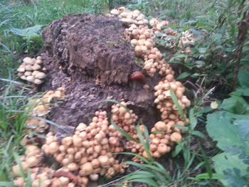 High angle view of vegetables on field