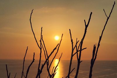 Close-up of silhouette plant against sea during sunset