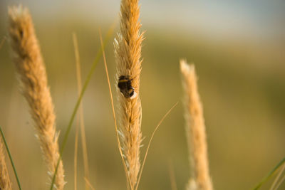 Close-up of stalks against blurred background