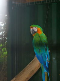 Close-up of parrot perching on tree