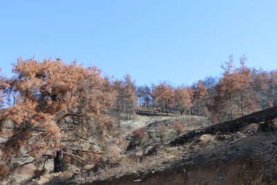 Low angle view of trees against clear blue sky