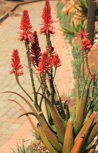 Close-up of red flowers