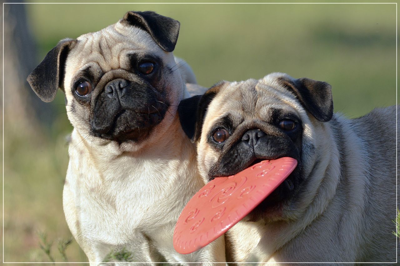 animal themes, dog, pets, domestic animals, pug, looking at camera, mammal, focus on foreground, french bulldog, portrait, close-up, no people, outdoors, nature, boston terrier, day