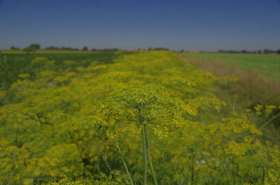 Scenic view of yellow flowers growing in field