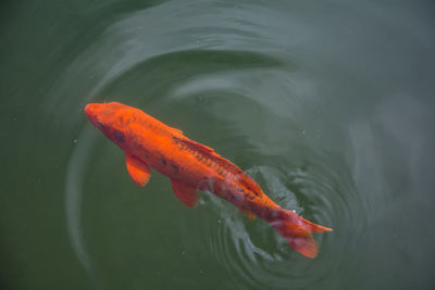 Close-up of koi carps swimming in pond