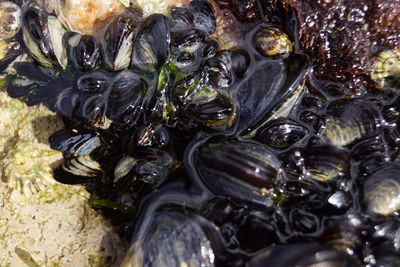 High angle view of shells