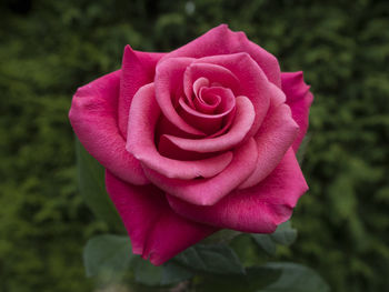 Close-up of pink rose blooming outdoors