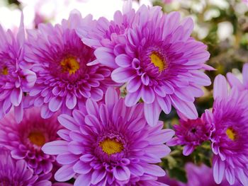 Close-up of pink flowering plants