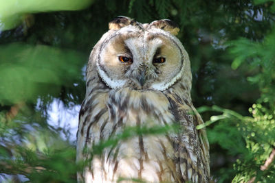 Close-up portrait of an animal