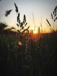 Close-up of plants on field against sunset sky