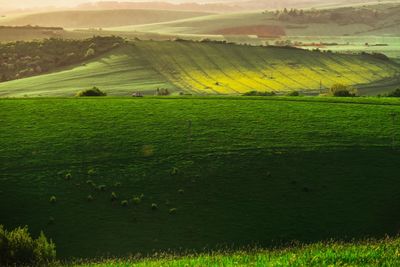 Scenic view of agricultural field against sky