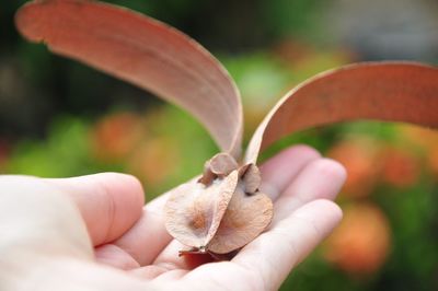 Close-up of human hand holding small plant