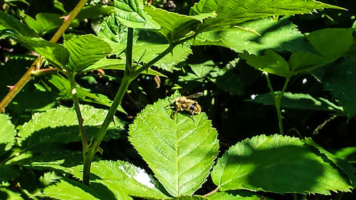 Close-up of plants