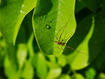 Close-up of insect on leaf