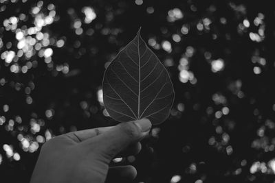 Close-up of hand holding leaf