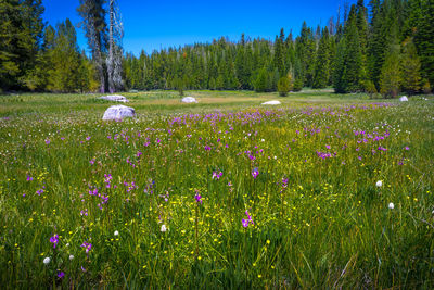 View of flowering plants on land