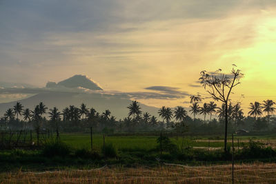 Scenic view of field against sky during sunset