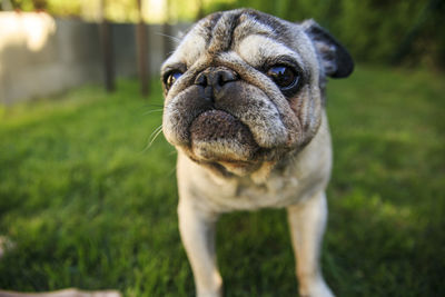 Close-up portrait of a dog