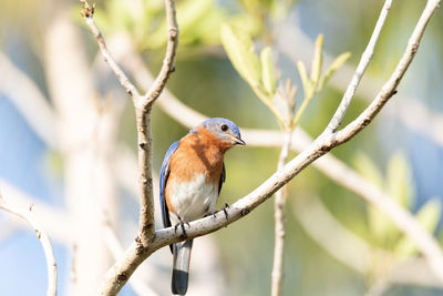 Close-up of bird perching on tree