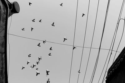 Low angle view of birds flying in sky