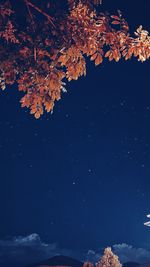 Low angle view of autumnal trees against sky at night