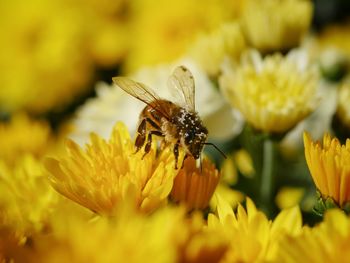 Close-up of insect on yellow flower