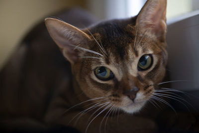 Closeup head of clumsy abyssinian cat in front portrait with curious face